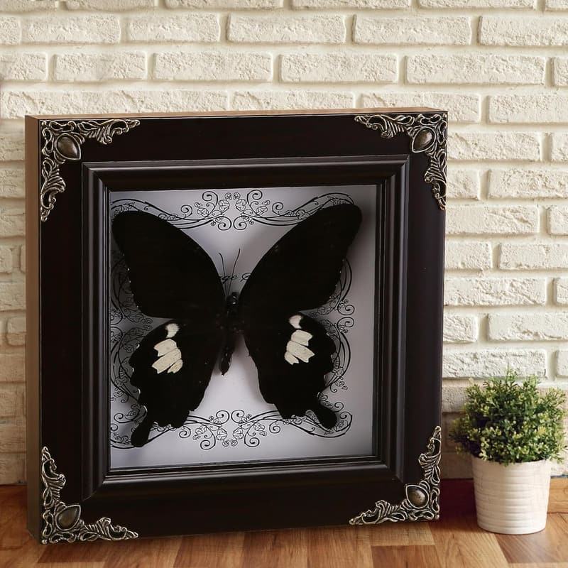 Framed Taxidermy Butterfly Shadow Box for Curiosities