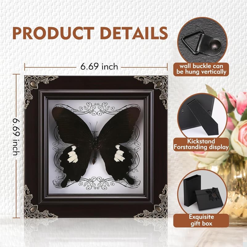 Framed Taxidermy Butterfly Shadow Box for Curiosities