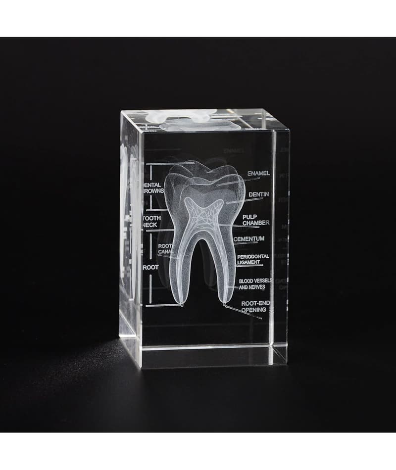 3D Crystal Tooth Model - Laser Etched Anatomical Decor
