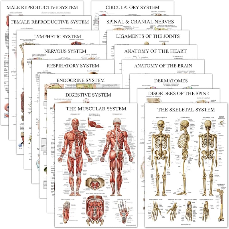 Anatomy Charts Poster Set - 16 Laminated 18