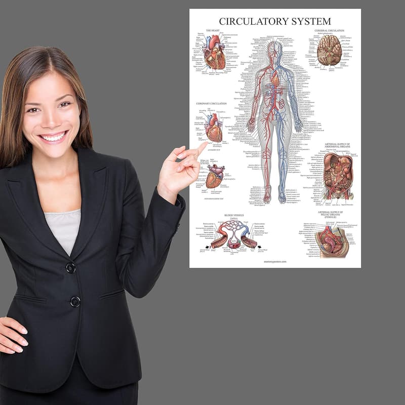 Anatomy Charts Poster Set - 16 Laminated 18