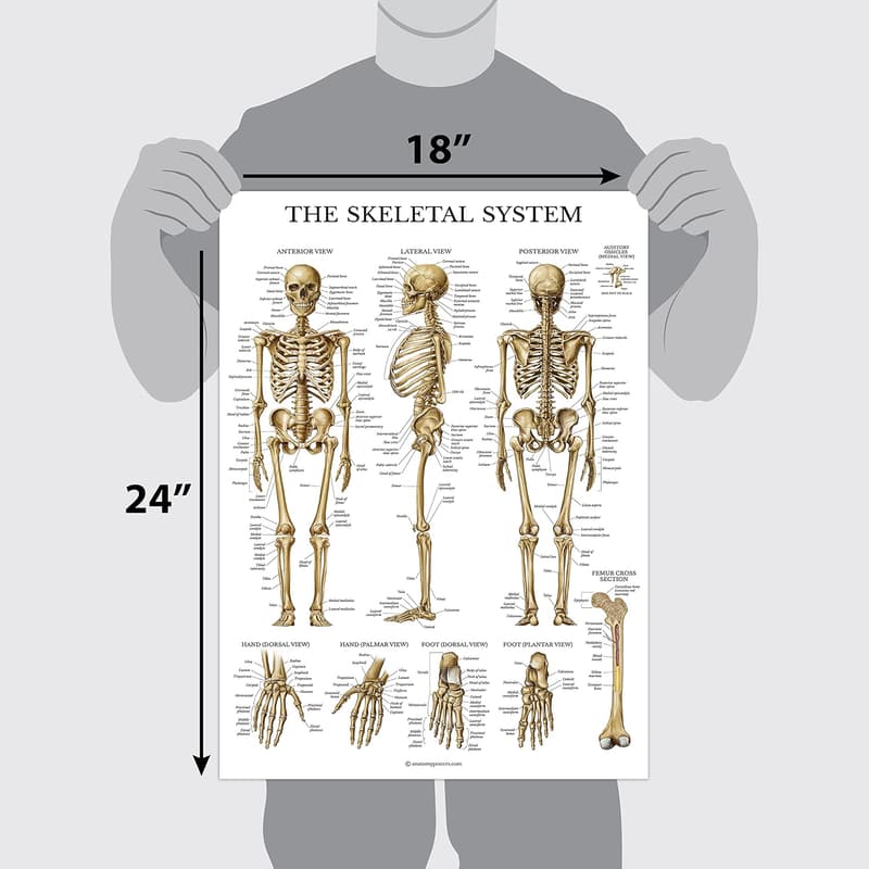 Anatomy Charts Poster Set - 16 Laminated 18