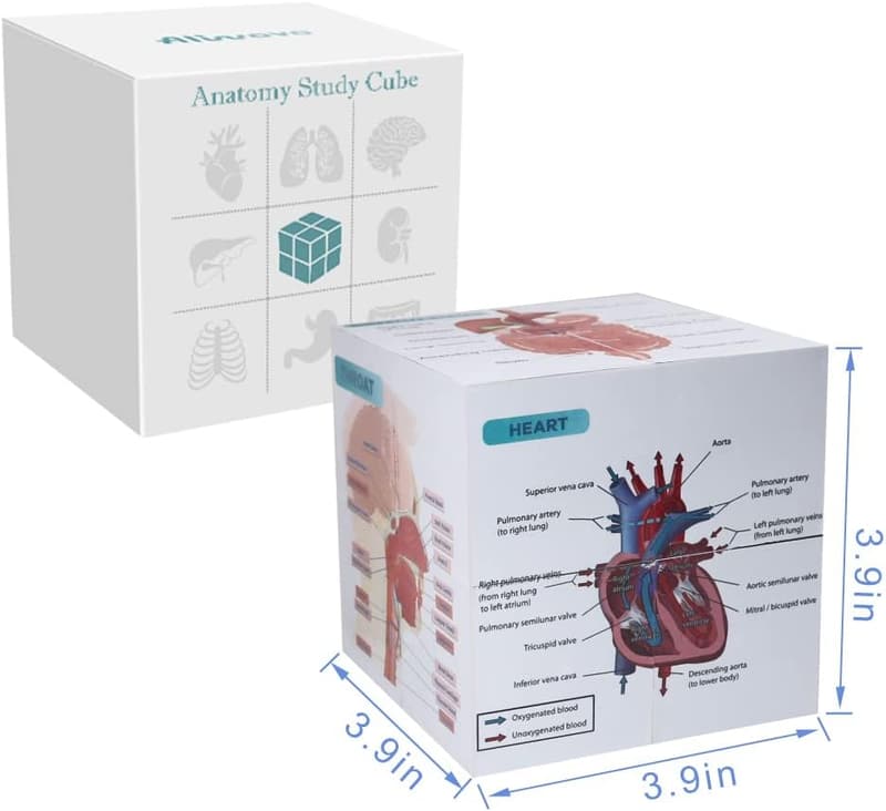 Anatomy Cube Poster Set for Medical Students & Nurses