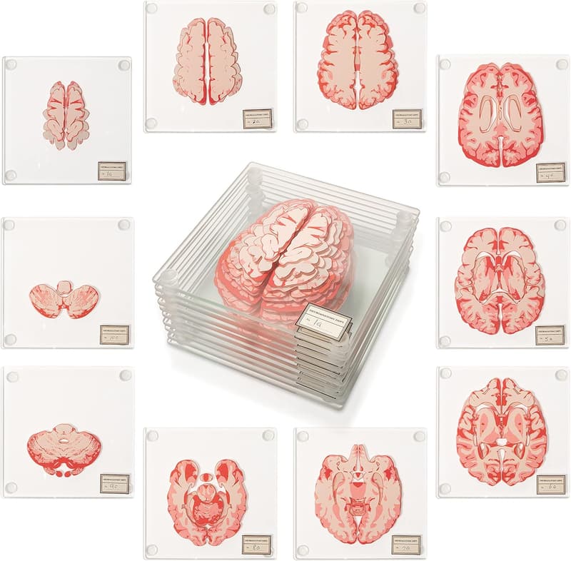 Neuroscience Coaster Set – 10 Anatomic Brain Decor Gifts