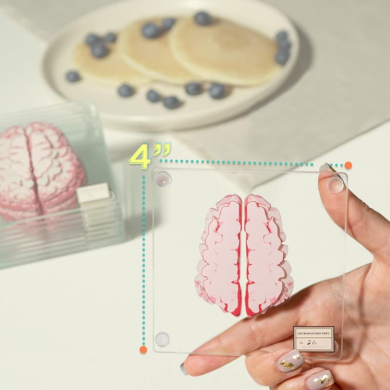 Neuroscience Coaster Set – 10 Anatomic Brain Decor Gifts