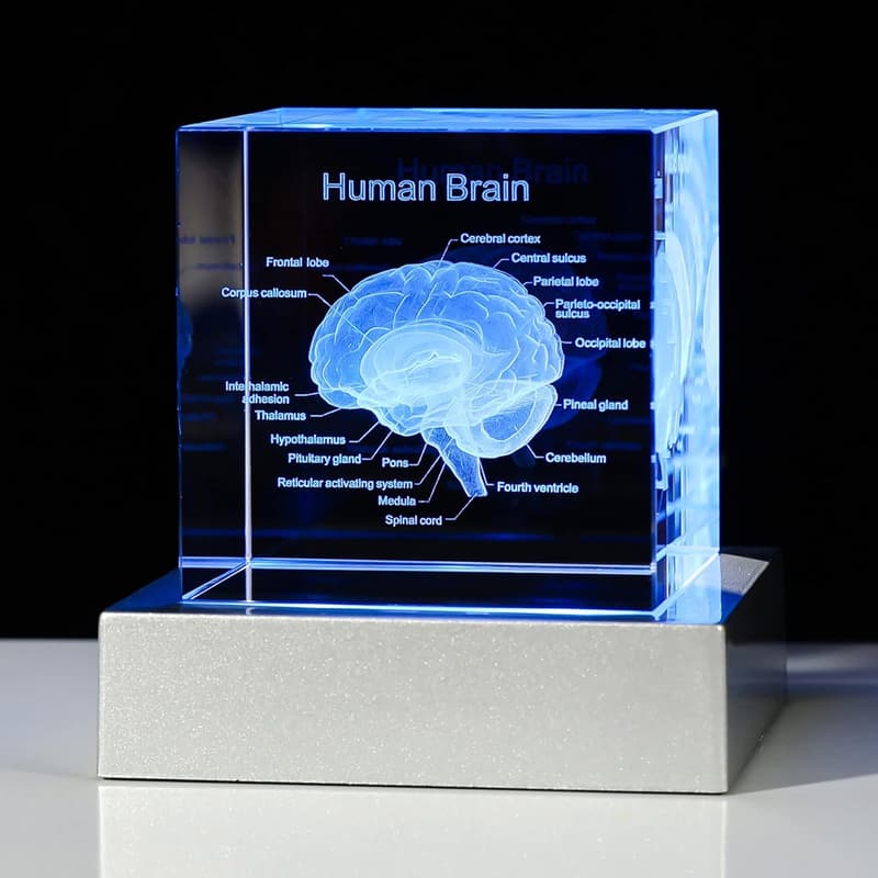 3D Brain Anatomy Model with LED Base - Graduation Gift