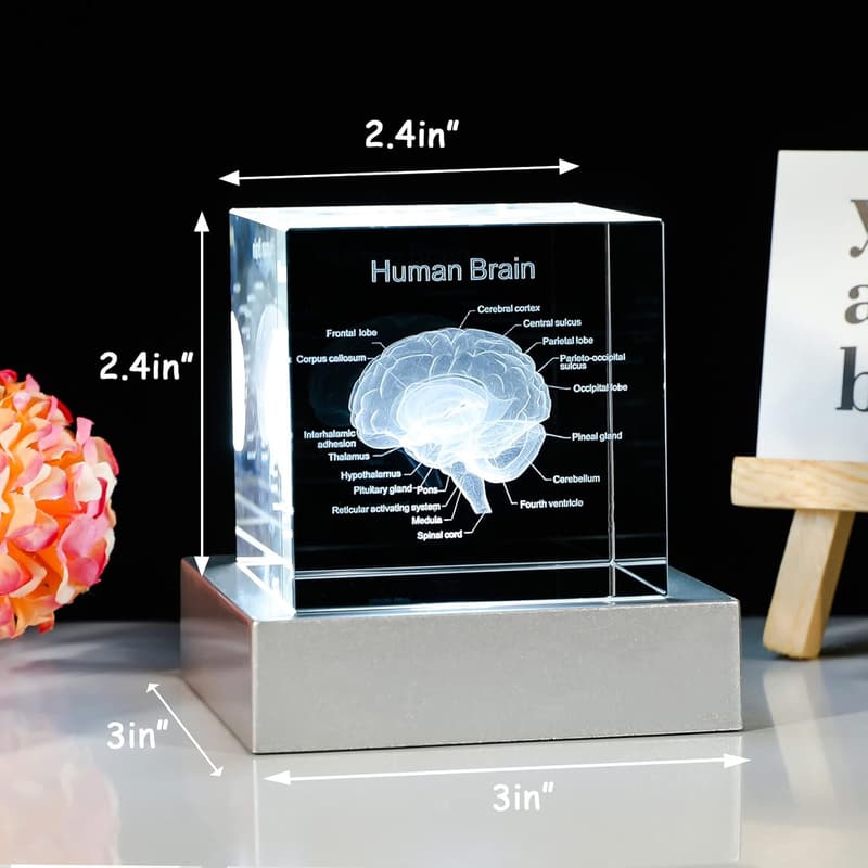 3D Brain Anatomy Model with LED Base - Graduation Gift