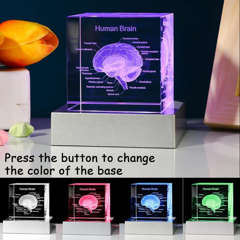 3D Brain Anatomy Model with LED Base - Graduation Gift