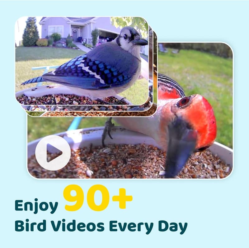 AI Smart Bird Feeder Camera - Solar Powered with Cloud Storage