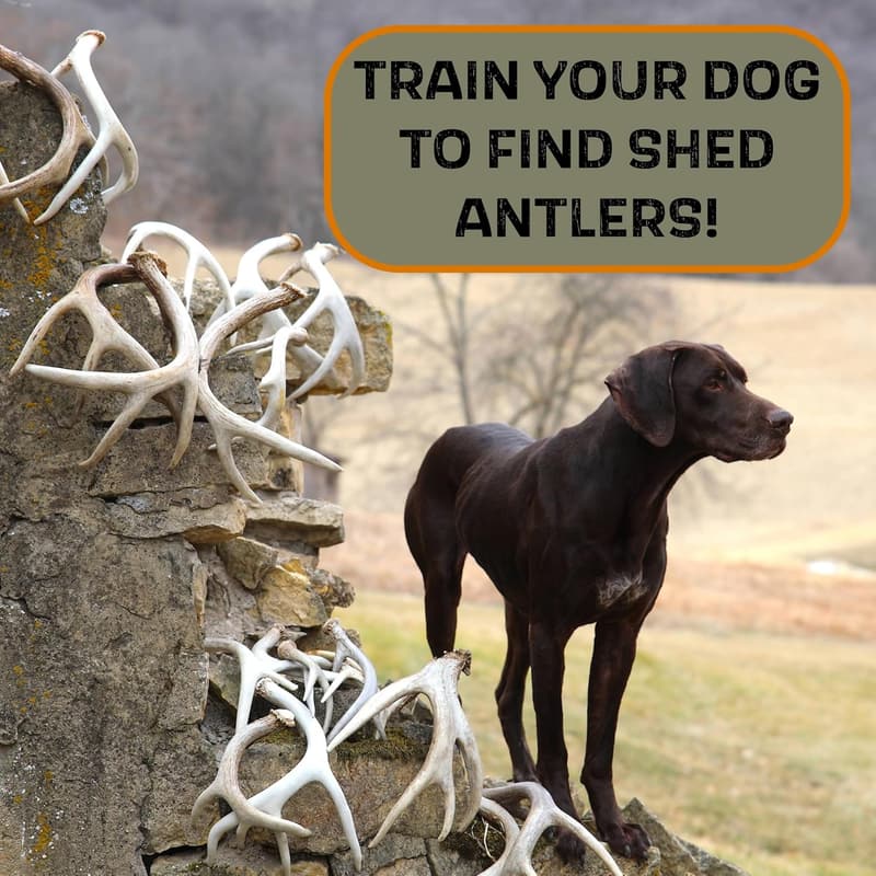 Dog Training Antler Retrieval System for Dogs