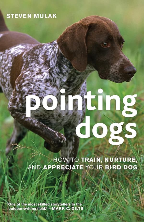 Bird Dog Training Guide: Tips for Training and Care