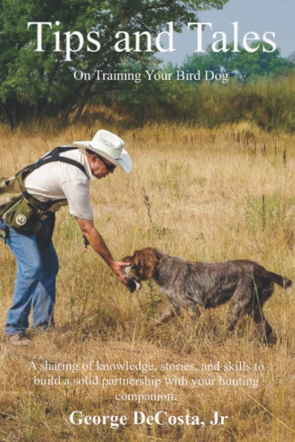 Bird Dog Training Guide: Tips and Tales for Success