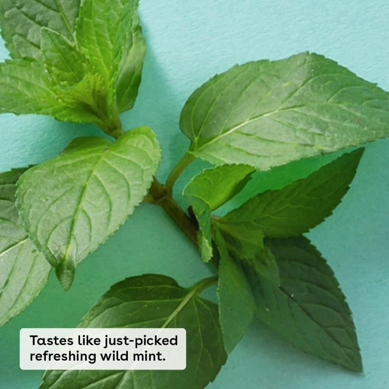 Natural Organic Lip Balm - Sweet Mint for Sensitive Skin, 0.25 oz