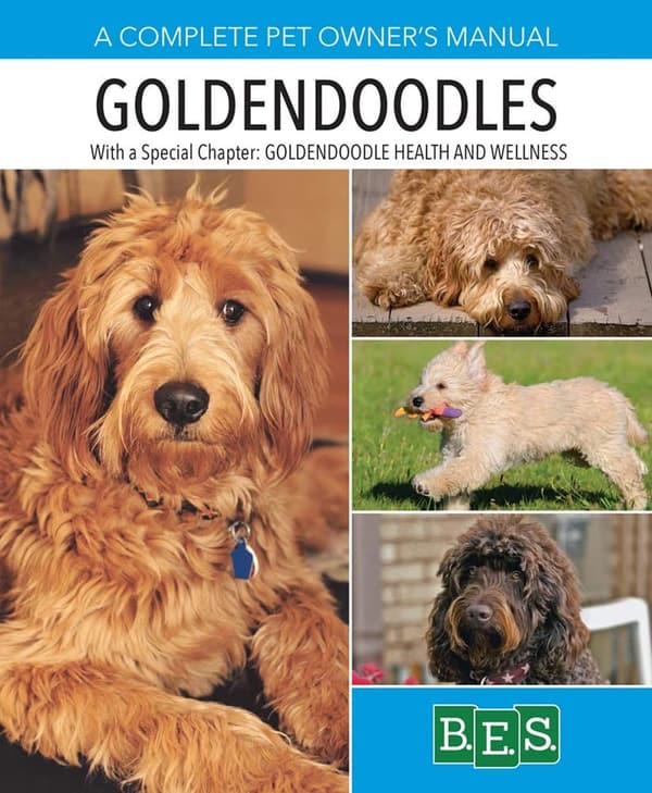 Goldendoodle Care: Comprehensive Guide to Health, Training & Behavior