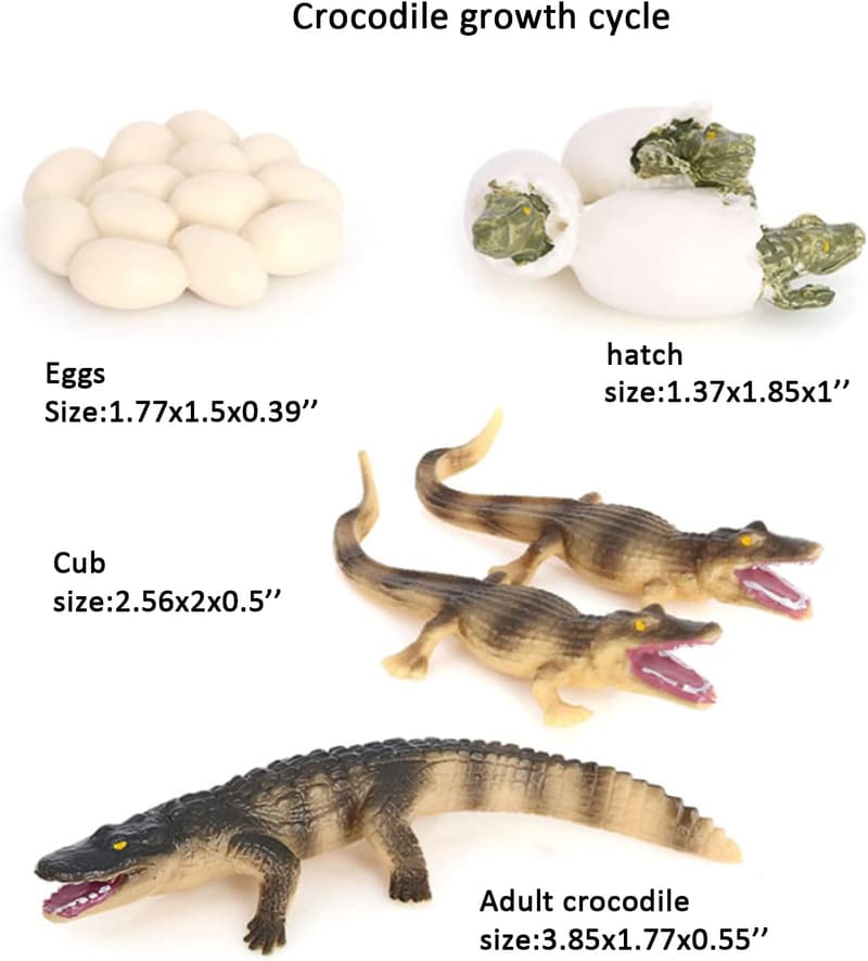 Crocodile Life Cycle Model Toy for Kids' Education