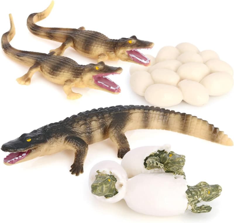 Crocodile Life Cycle Model Toy for Kids' Education