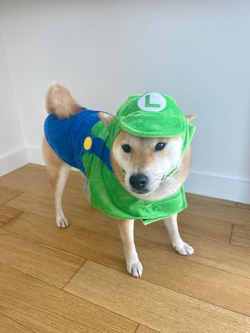 Halloween Dog Costume - ComfyCamper Hat & Suspenders, Green