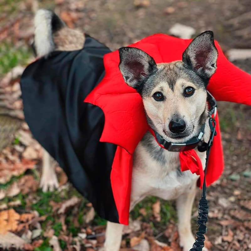 Halloween Vampire Cloak Costume for Dogs - Black & Red
