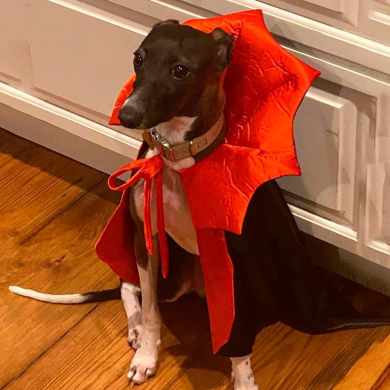 Halloween Vampire Cloak Costume for Dogs - Black & Red