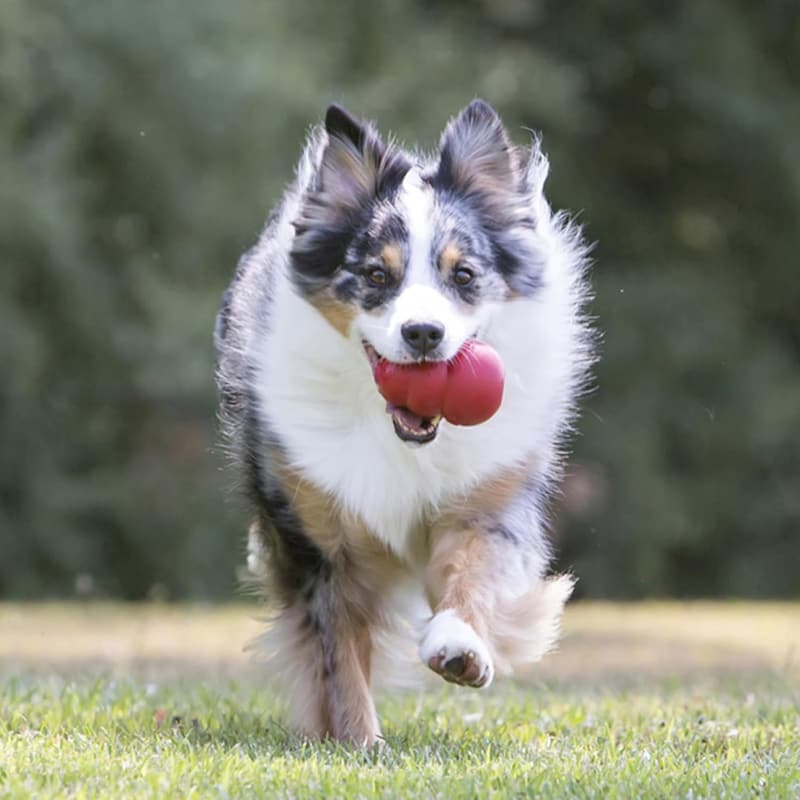 Durable Stuffable Dog Toy for Medium Dogs - Natural Rubber