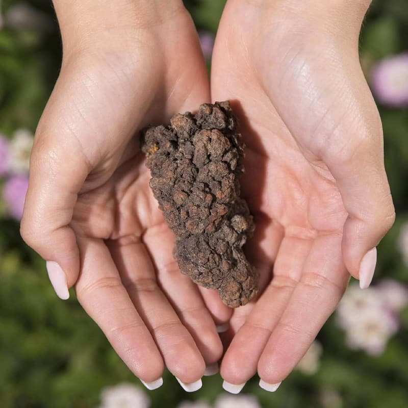 Authentic Prehistoric Dinosaur Coprolite Fossil from Madagascar