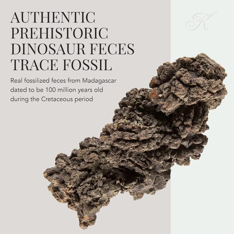 Authentic Prehistoric Dinosaur Coprolite Fossil from Madagascar