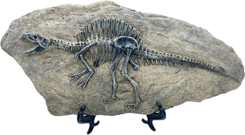 Spinosaurus Dinosaur Fossil Statue for Home and Office Decor
