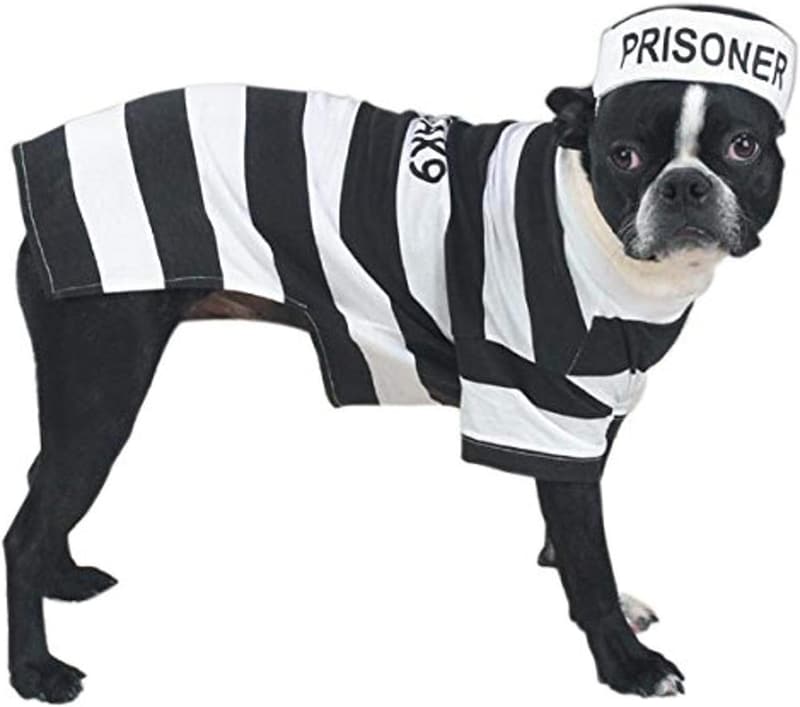 Dog Prison Pooch Costume, XL 24