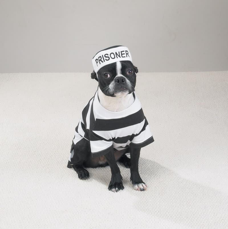 Dog Prison Pooch Costume, XL 24