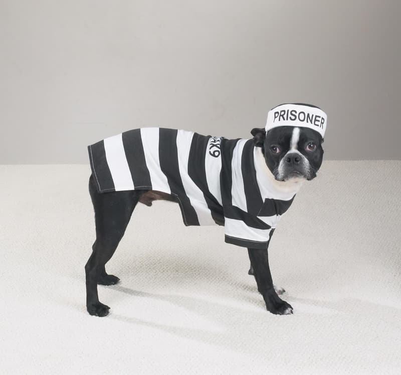 Dog Prison Pooch Costume, XL 24
