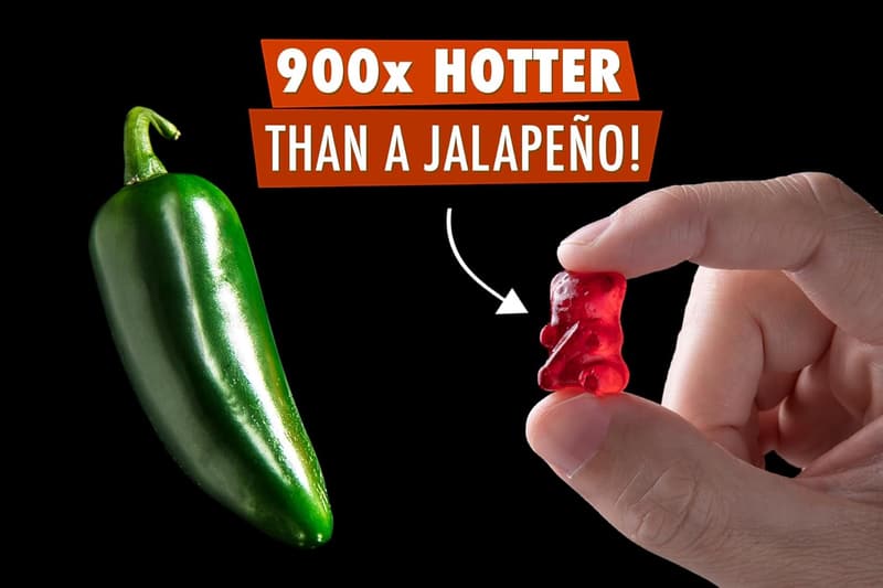 World's Hottest Gummy Bear - Lil' Nitro
