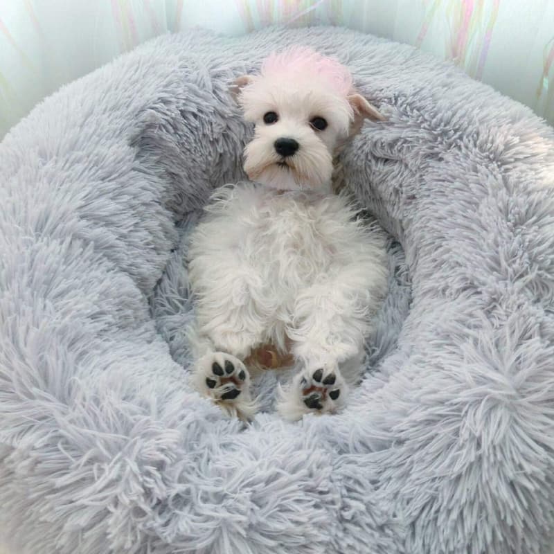 Cozy Self-Warming Plush Pet Bed for Cats and Small Dogs