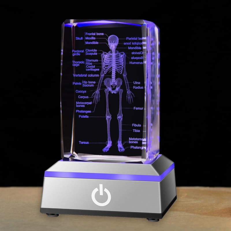 3D Human Skeleton Anatomy Model for Medical Students