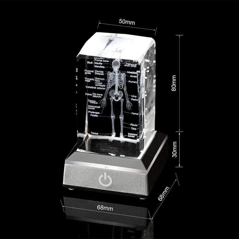 3D Human Skeleton Anatomy Model for Medical Students