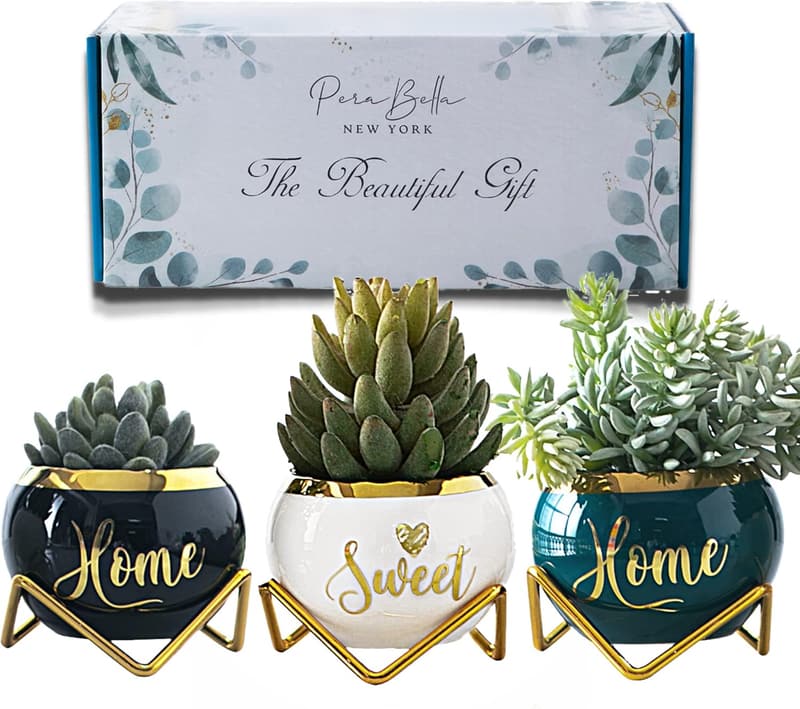 Housewarming: Farmhouse Succulent Pots for Plant Lovers