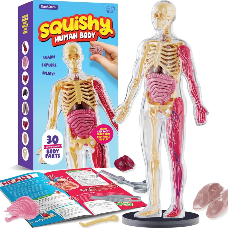STEM Human Anatomy Squishy Body Model for Kids 4-8
