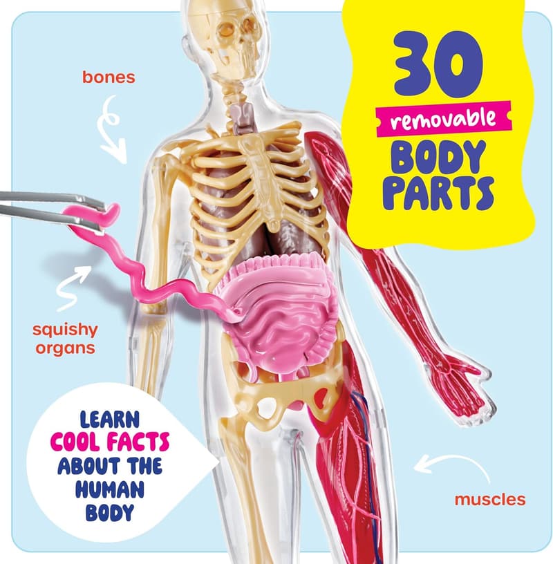 STEM Human Anatomy Squishy Body Model for Kids 4-8