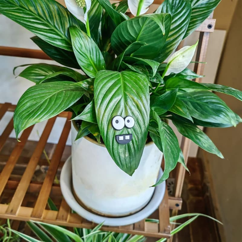 Funny Monster Plant Magnets - Safe Pins for Plant Lovers