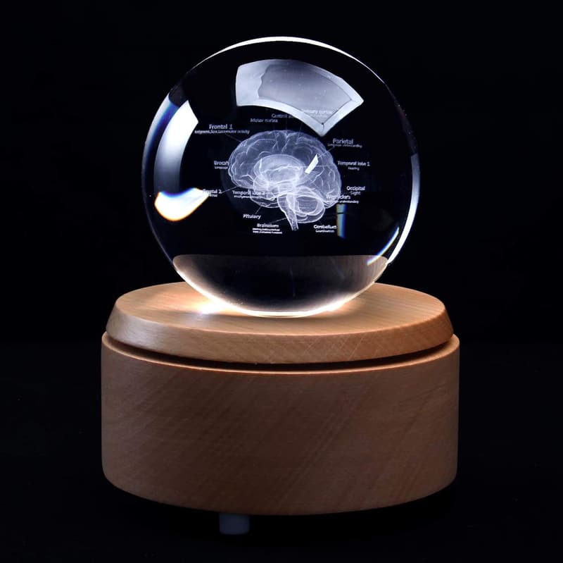 Anatomical 3D Human Brain Crystal Paperweight with LED Base