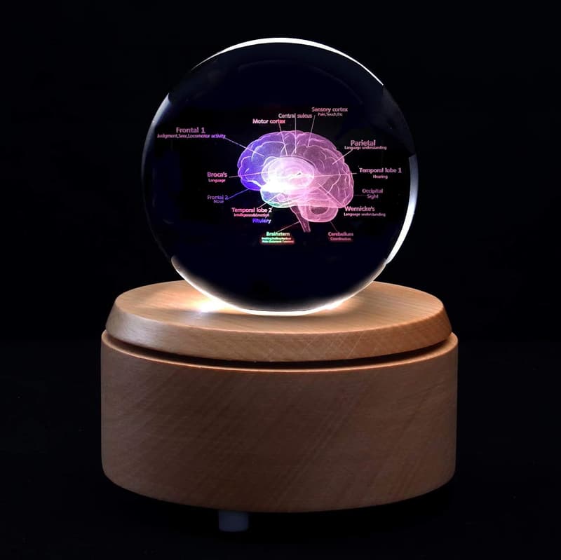 Anatomical 3D Human Brain Crystal Paperweight with LED Base