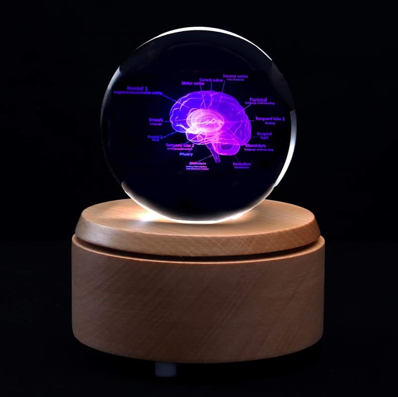 Anatomical 3D Human Brain Crystal Paperweight with LED Base