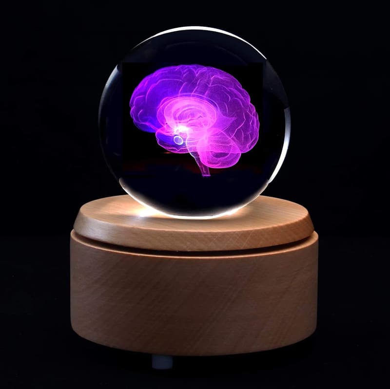 3D Human Brain Paperweight with LED Base - Science Gift