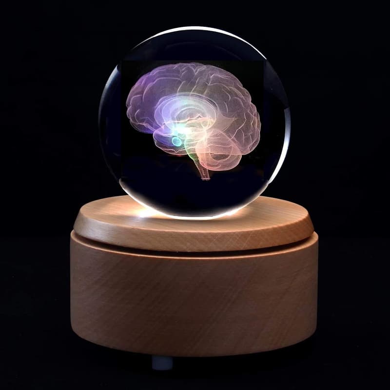 3D Human Brain Paperweight with LED Base - Science Gift