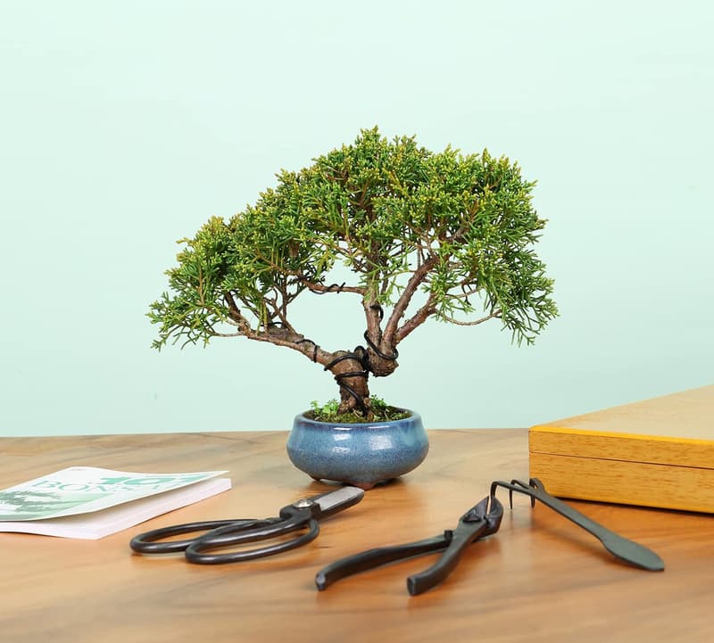 12PCS Heavy Duty Bonsai Tool Set with Wooden Box
