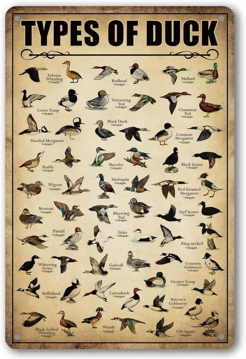 Duck Hunting Vintage Tin Sign - Mallard Décor 8x12 Inch