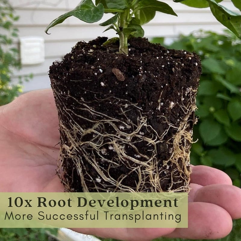 Carolina Reaper Pepper Plant in 4