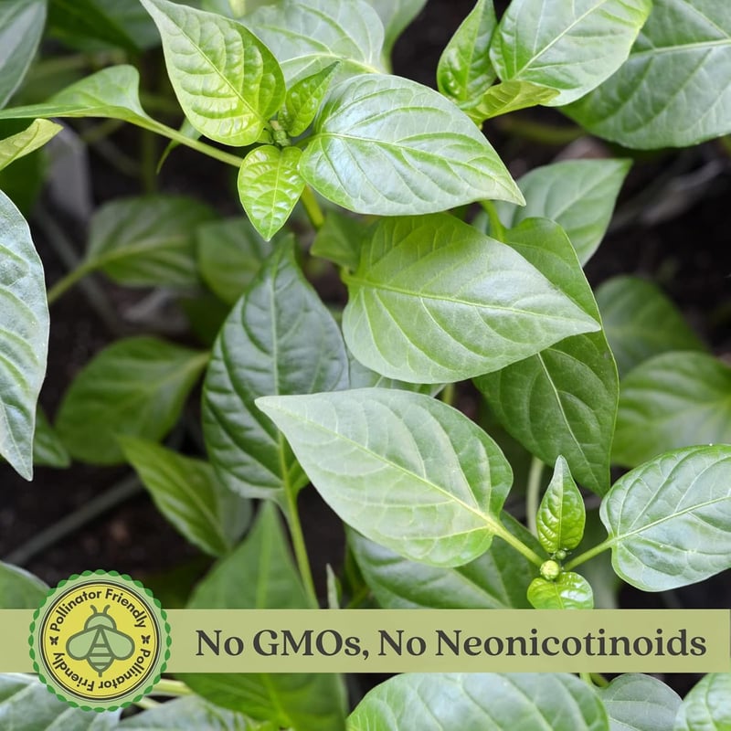 Carolina Reaper Pepper Plant in 4