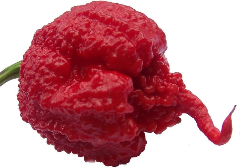 Carolina Reaper Pepper Plant - 2.5