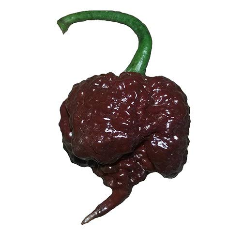Carolina Reaper Pepper Seeds - World's Hottest for Planting