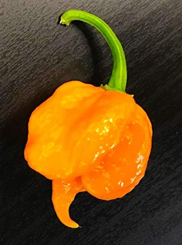 Carolina Reaper Pepper Seeds - World's Hottest, Premium Quality